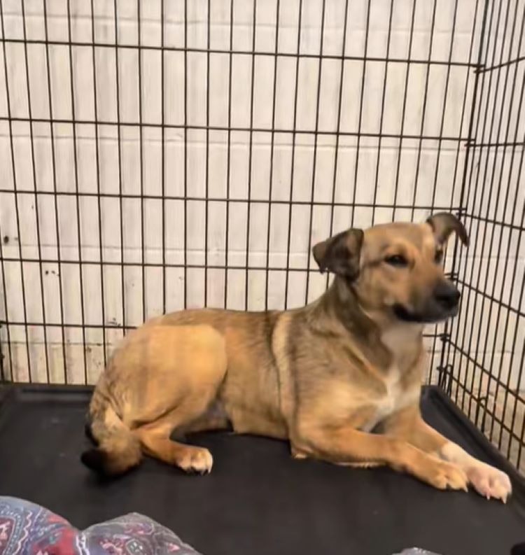 dog sitting in crate