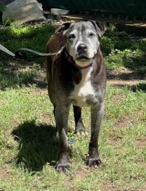 dog standing on a grass