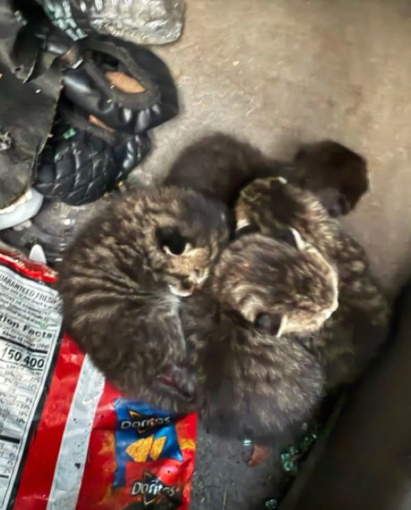 four kittens