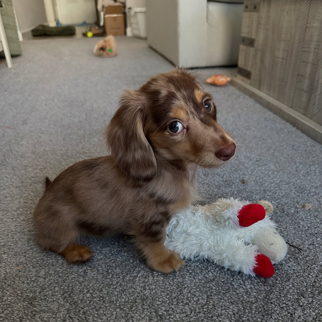 gorgeous brown puppy
