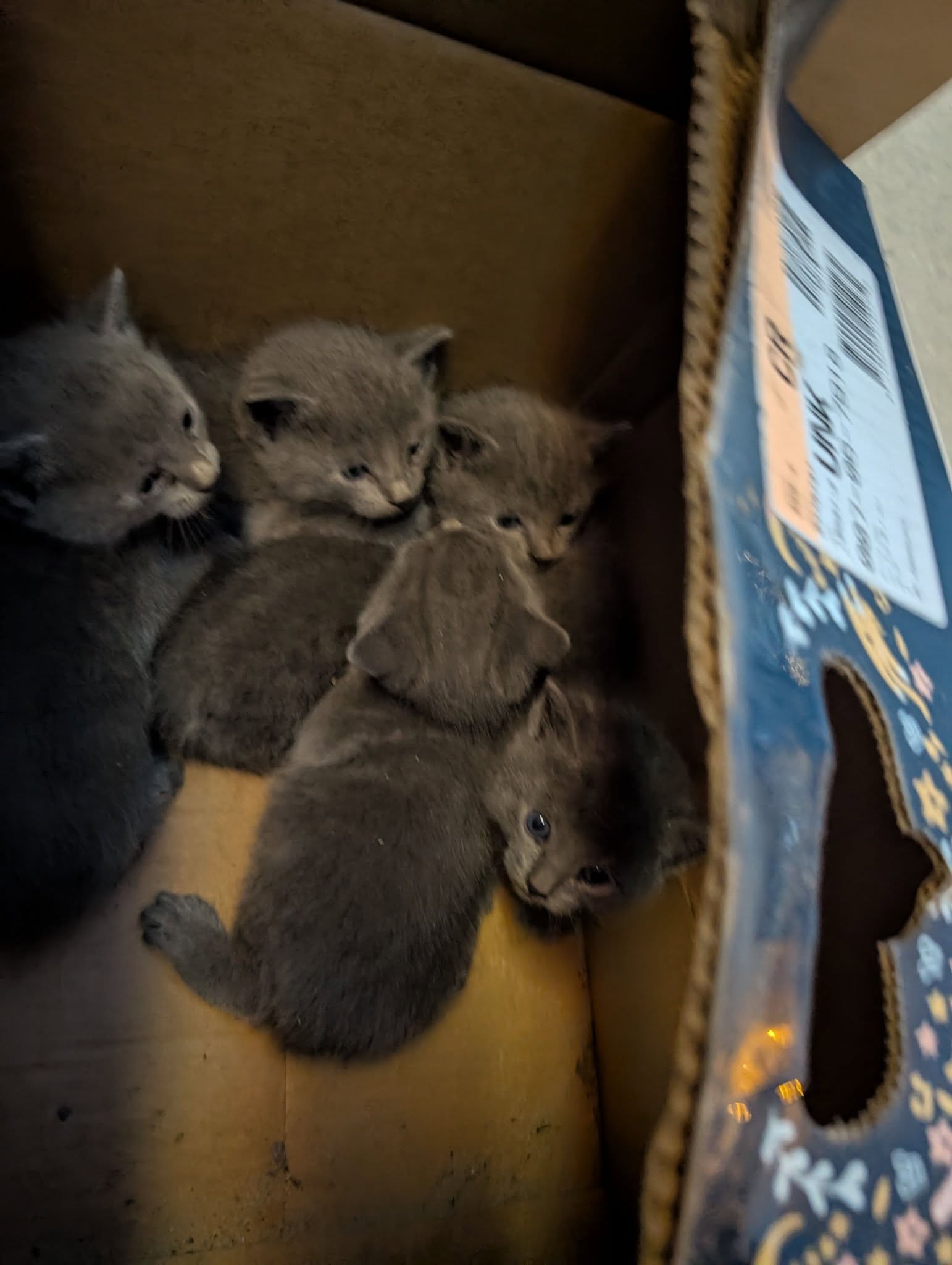 gray kittens in box