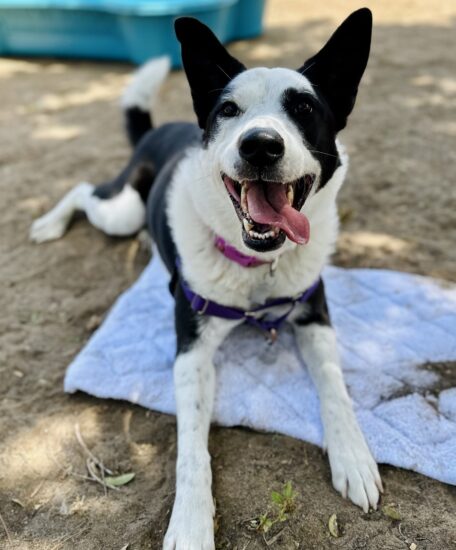 happy black and white dog