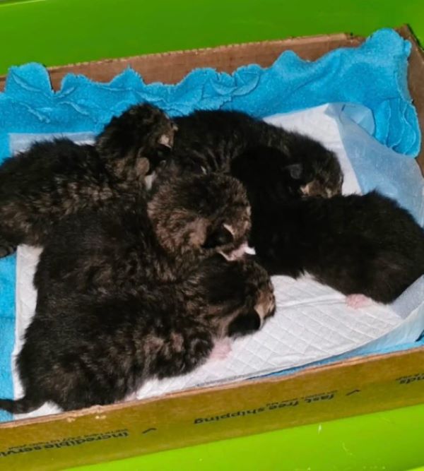 newborn kittens