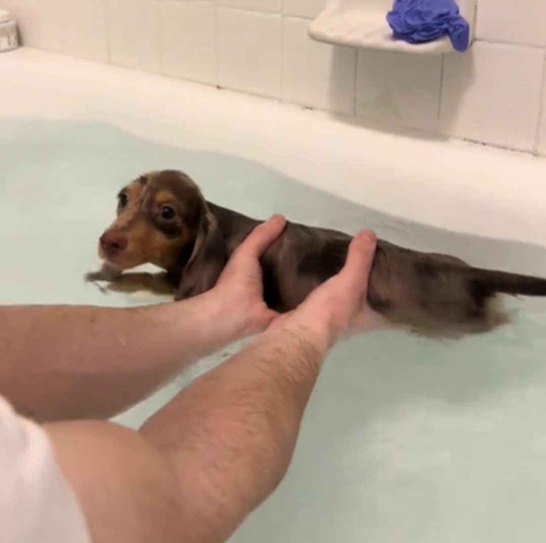 owner bathing a puppy