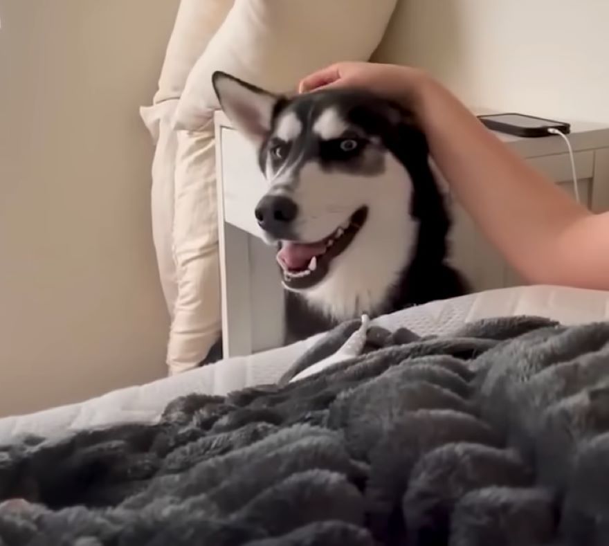 owner petting a husky