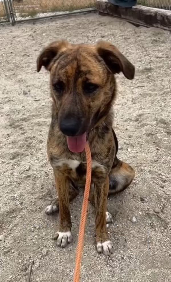 sad shelter dog