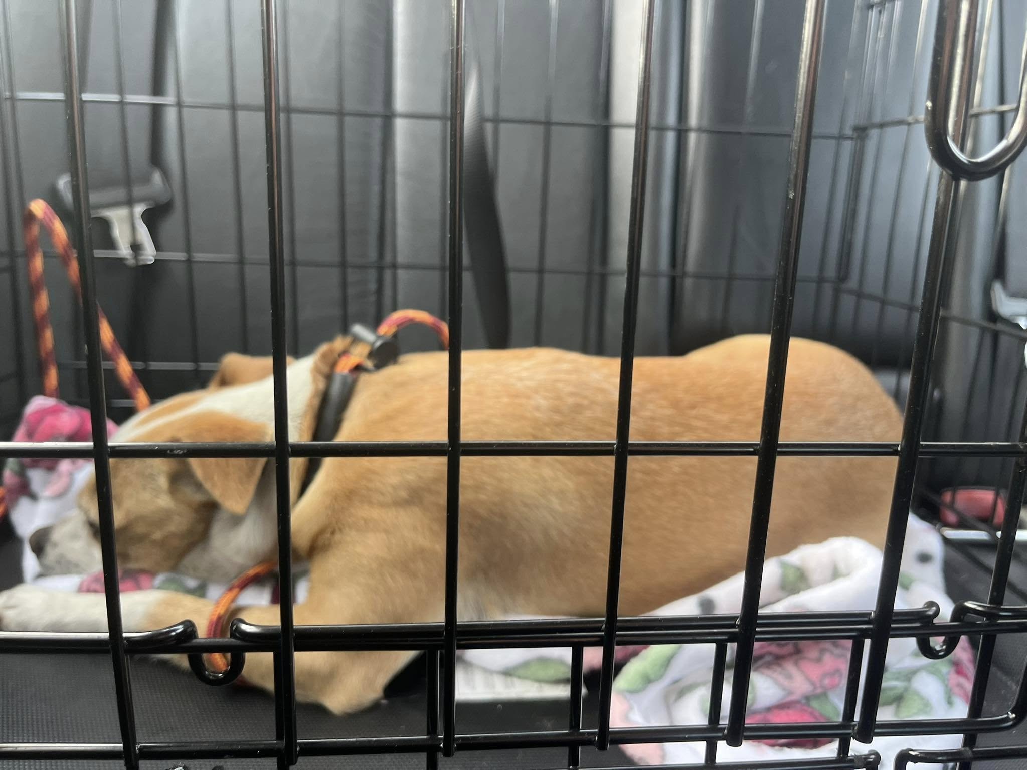 senior dog in cage