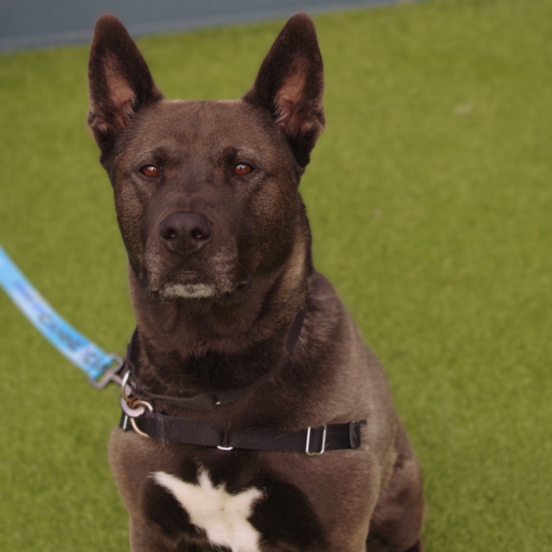 serious black dog