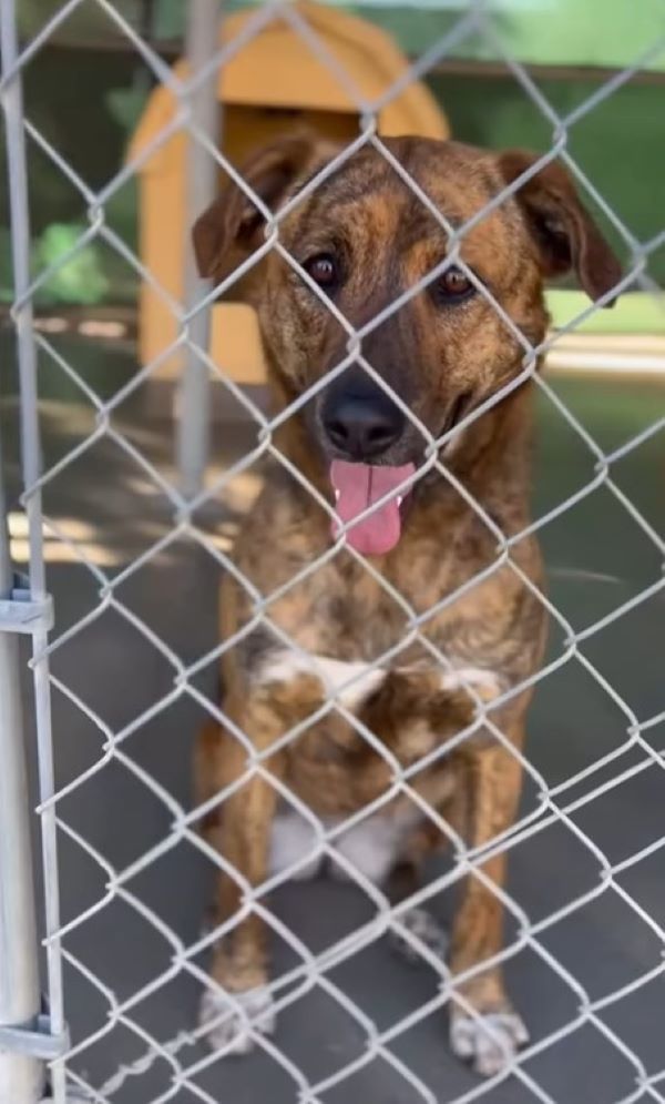 shelter dog