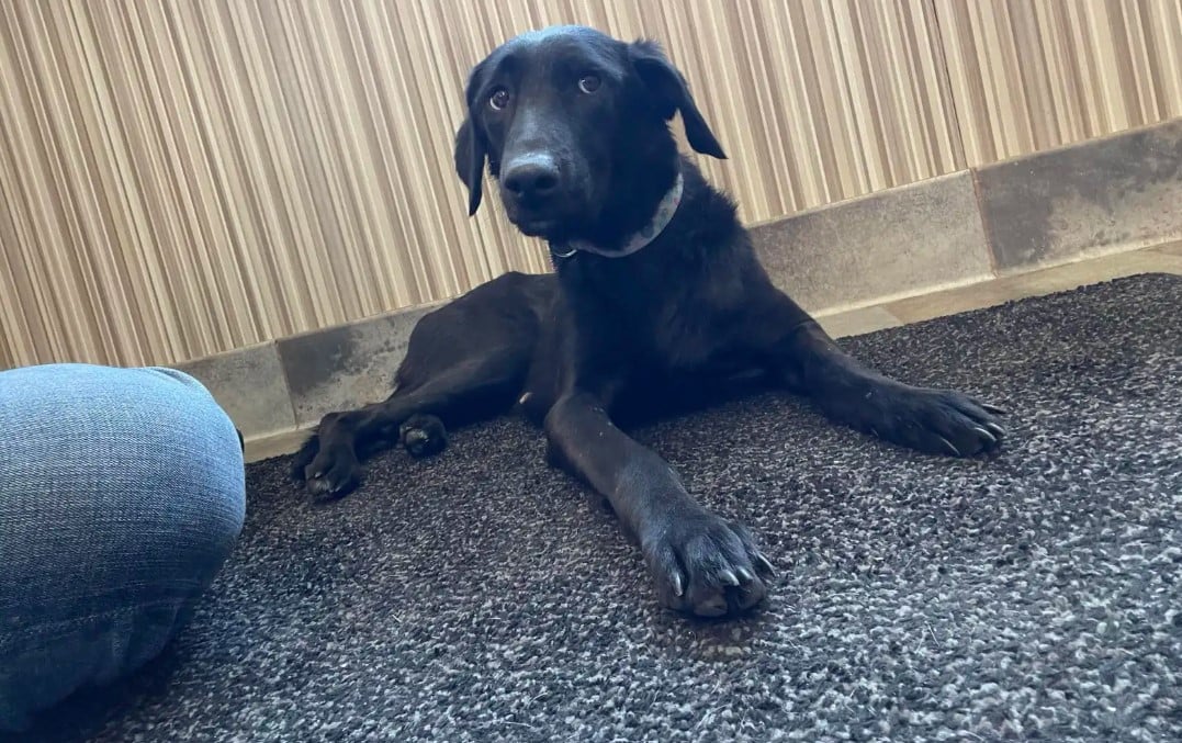 small black dog