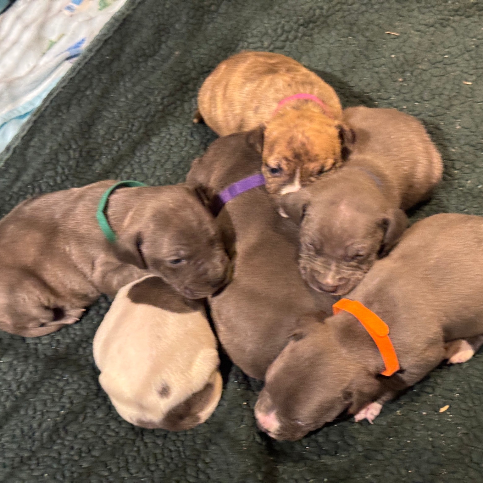 sweet newborn puppies