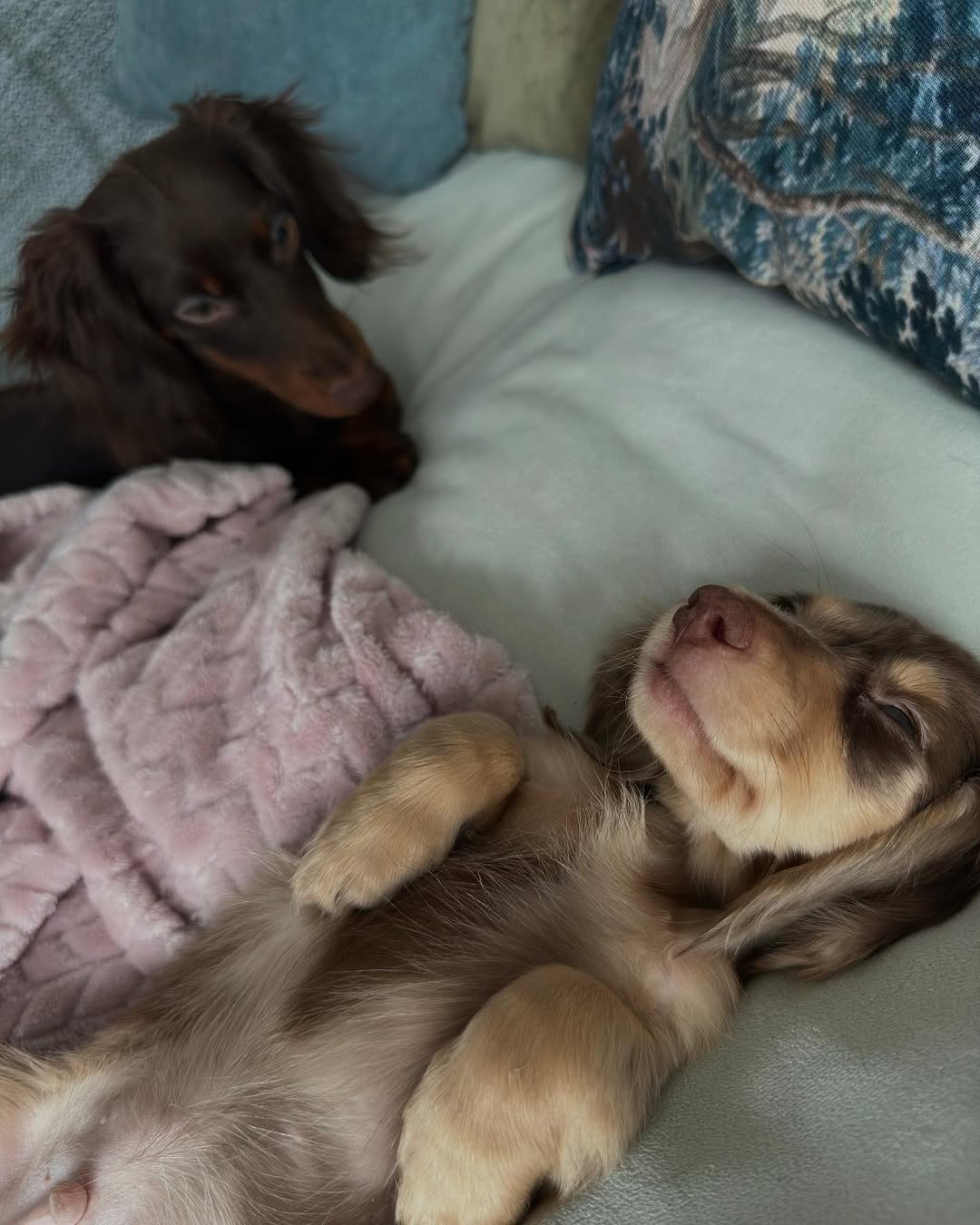 two puppies in bed