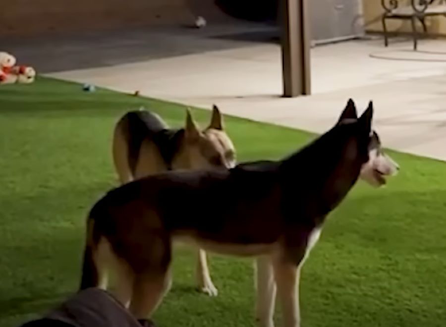 two senior dogs