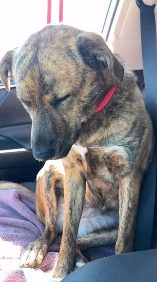very sad dog
