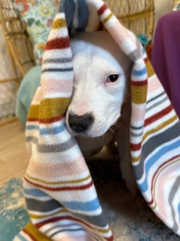 white dog in blanket
