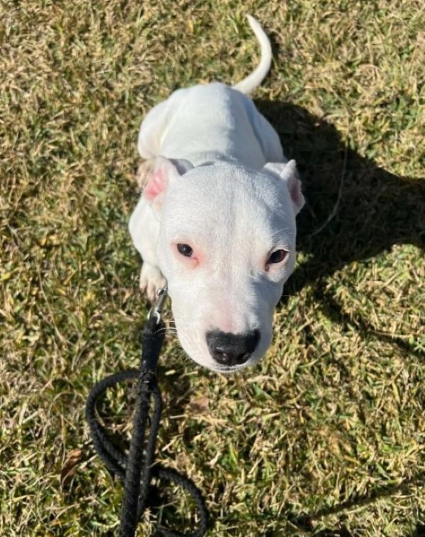 white dog on leash
