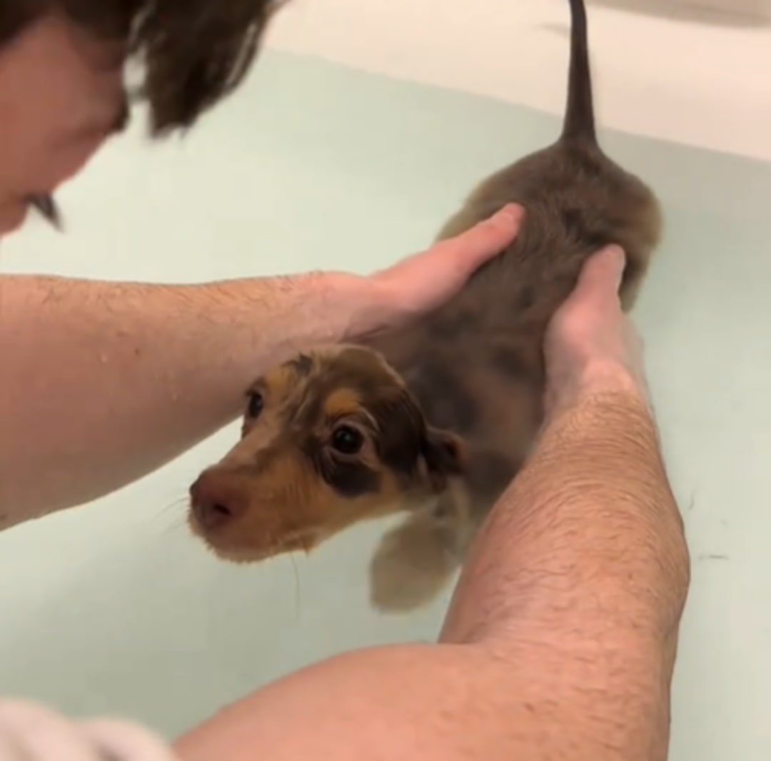 woman bathing a dog