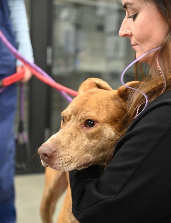 woman holding a adopted dog