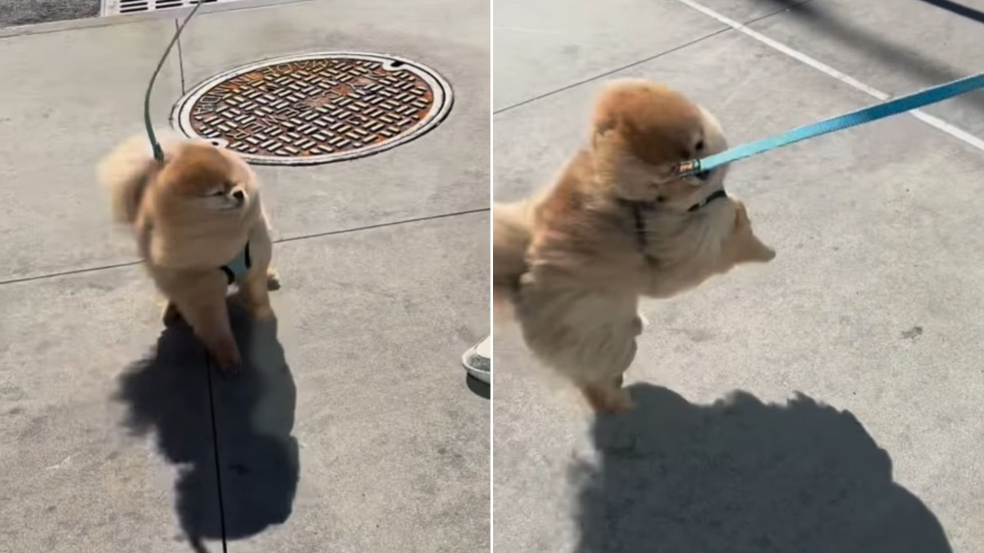 Pomeranian dog