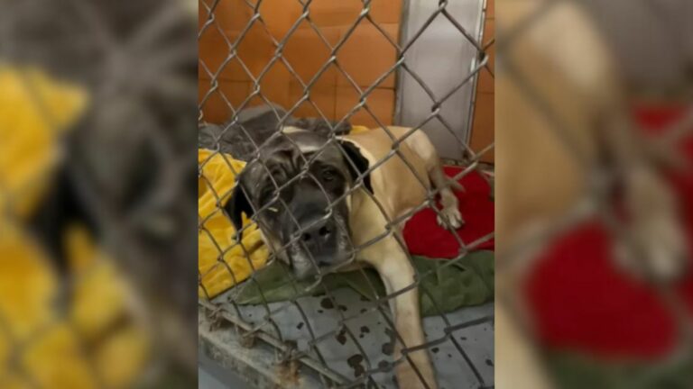 abused dog
