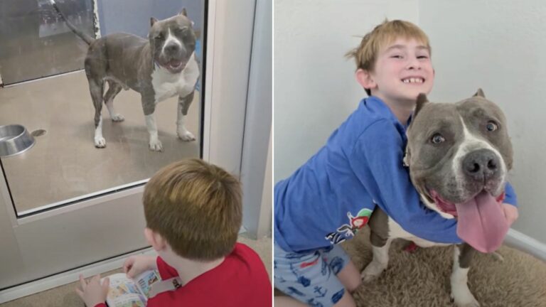 boy and dog
