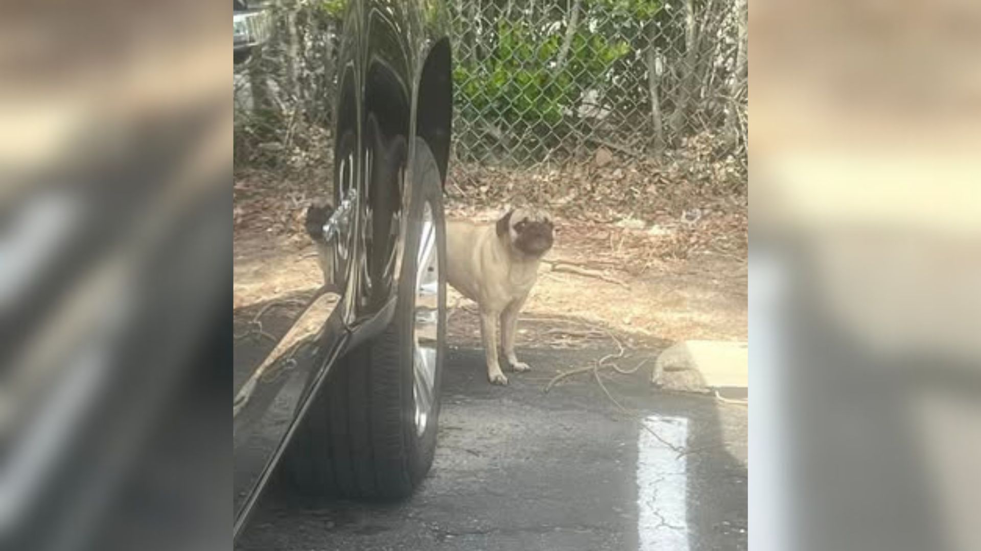 abandoned pug