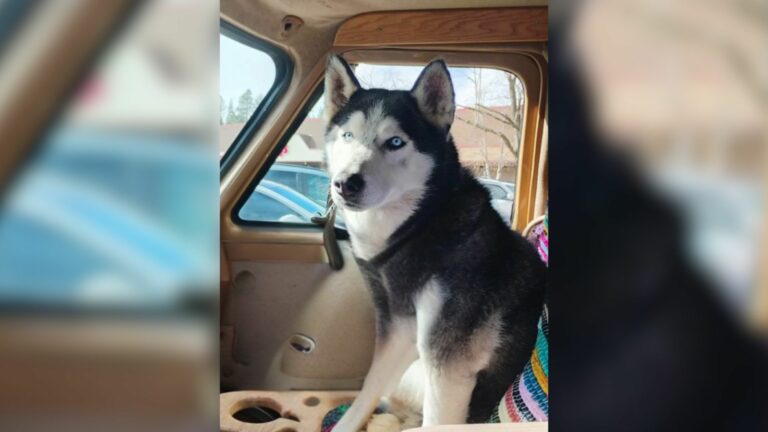 husky dog