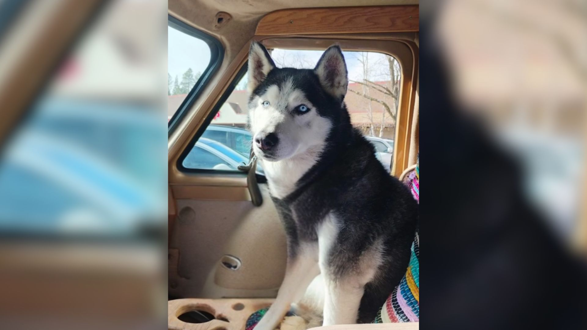 husky dog