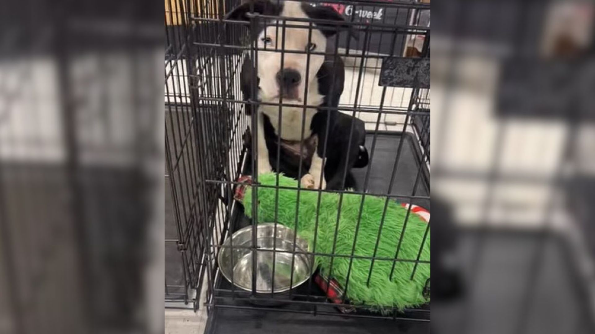 Adopted puppy
