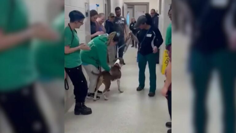 dog in shelter