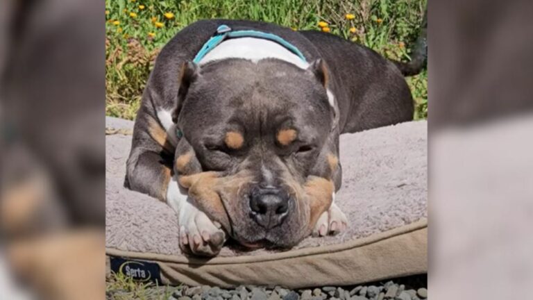 Abused dog