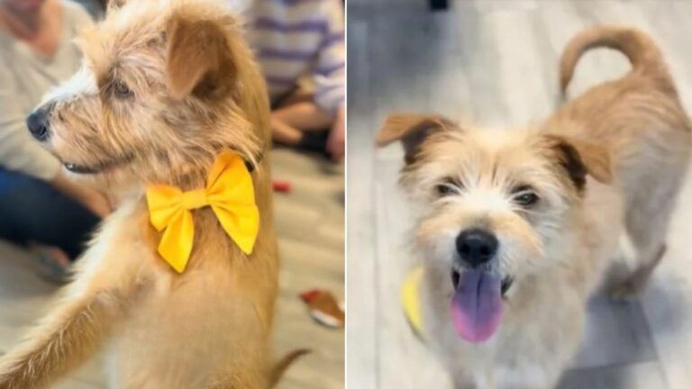 cute mother dog