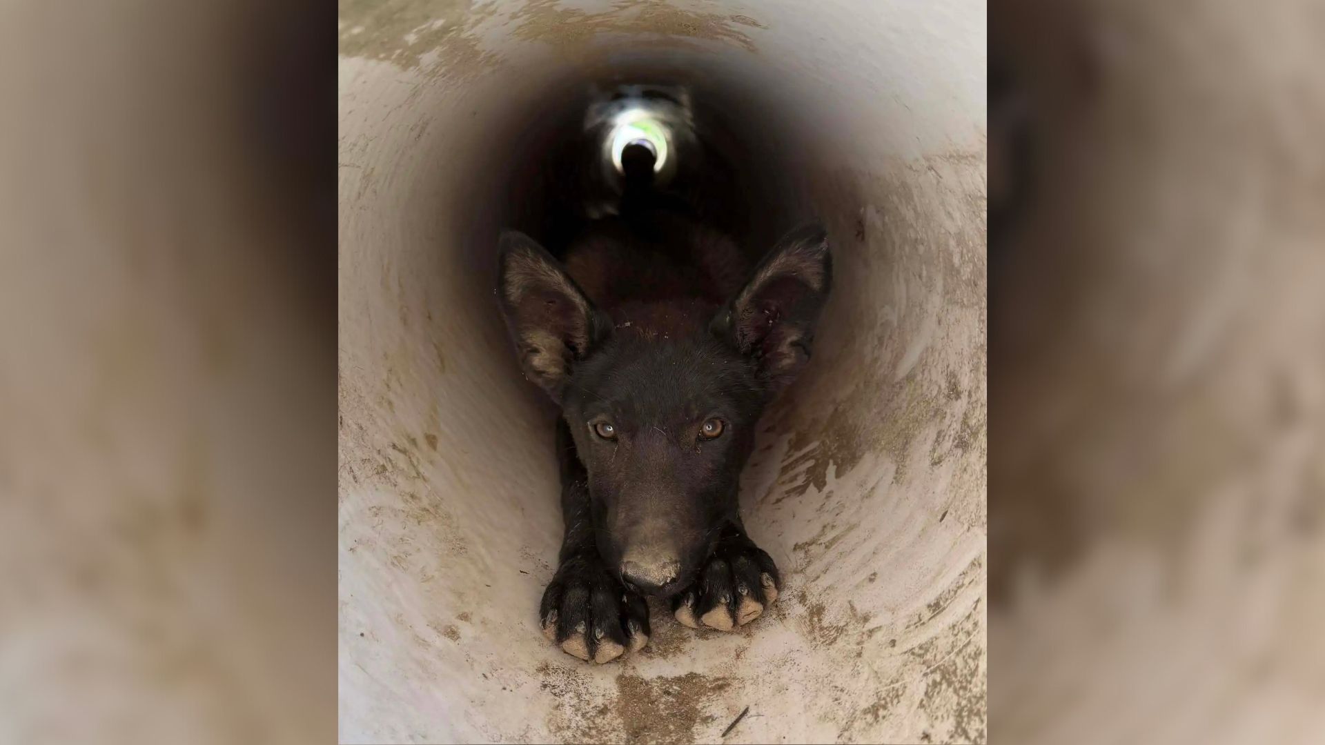 dog in pipe