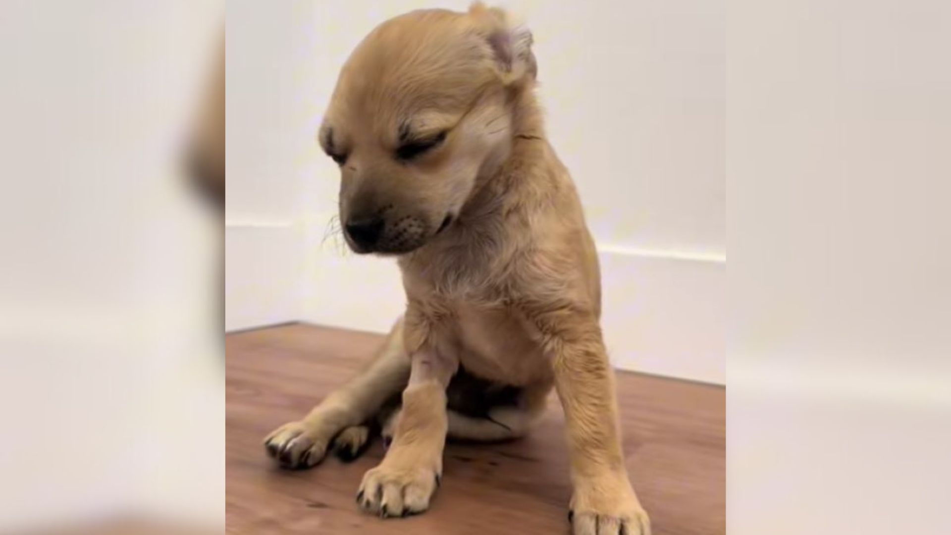 puppy with head injuries