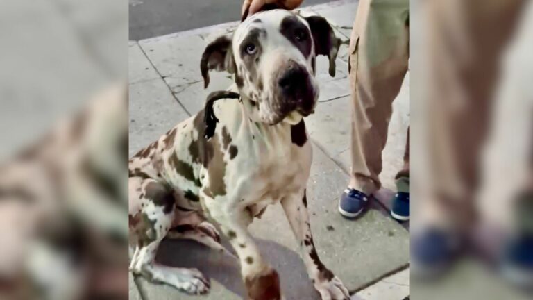 dog with injured leg