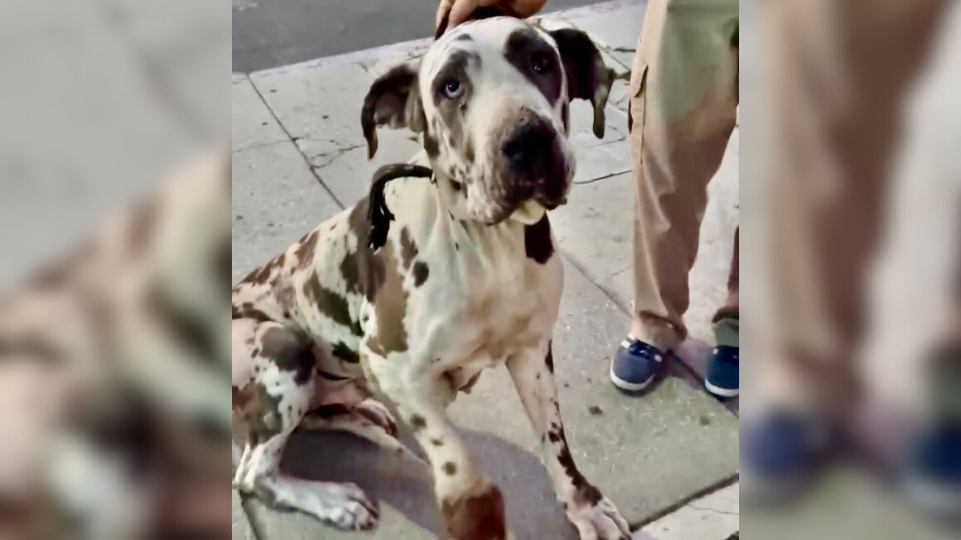 dog with injured leg
