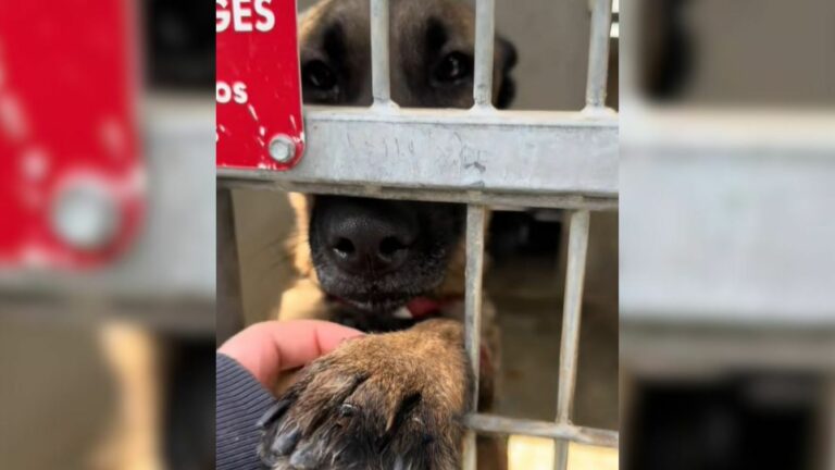 dog giving a paw