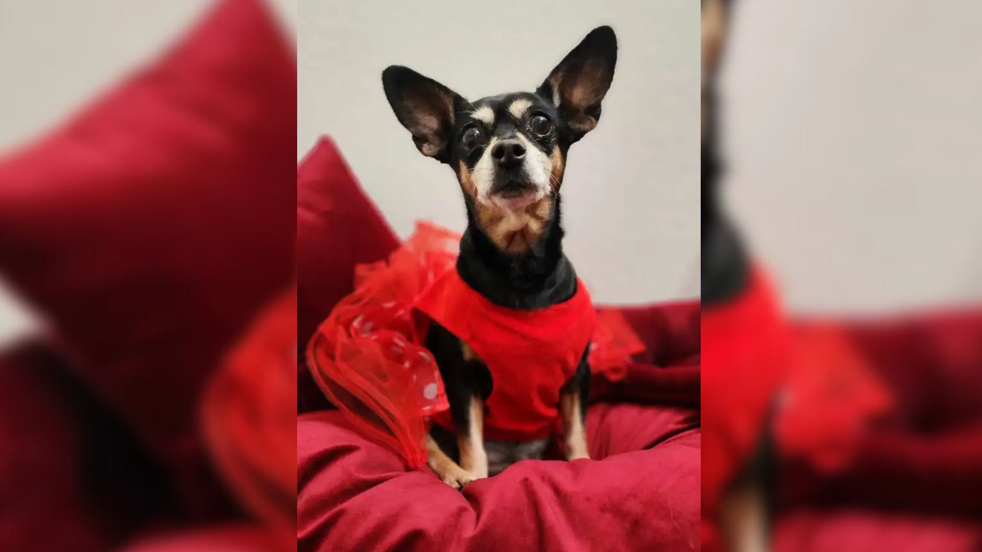 dog with clothes on