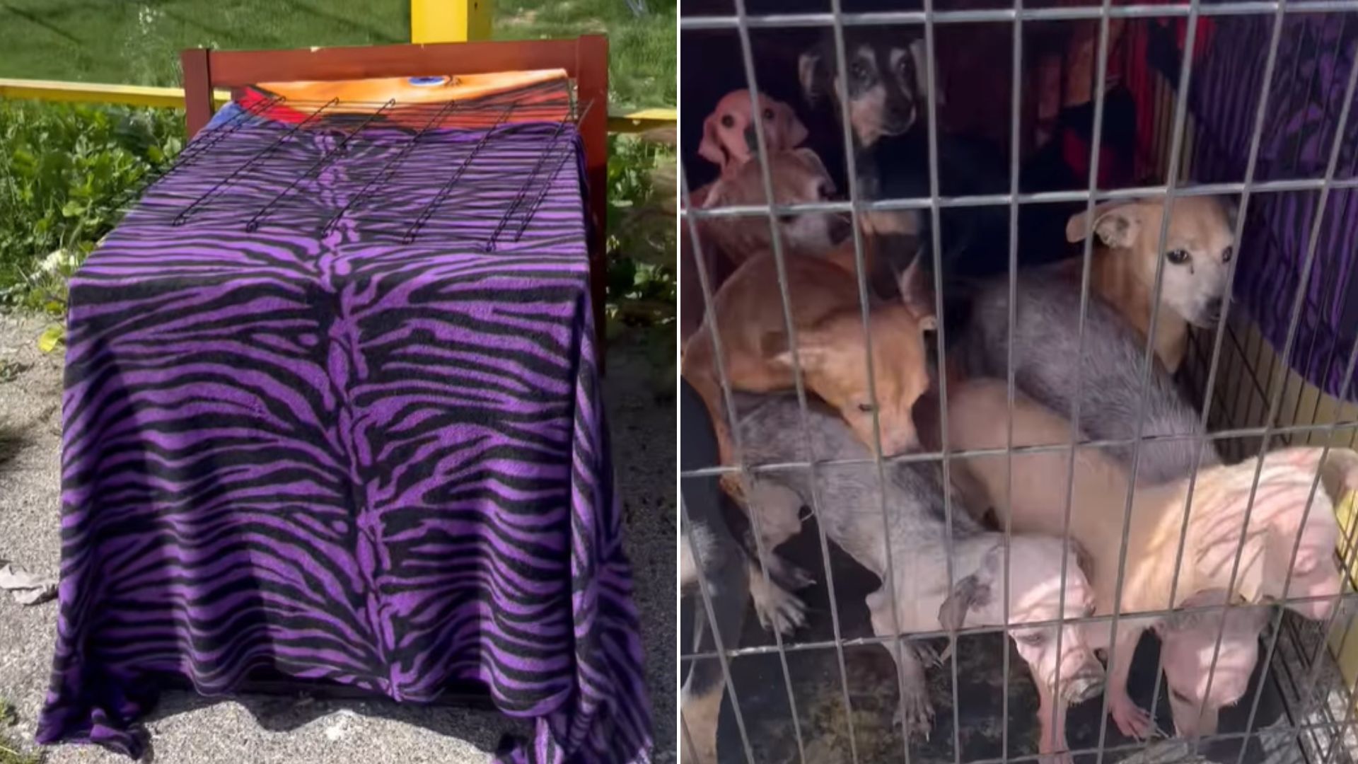 puppies in crate