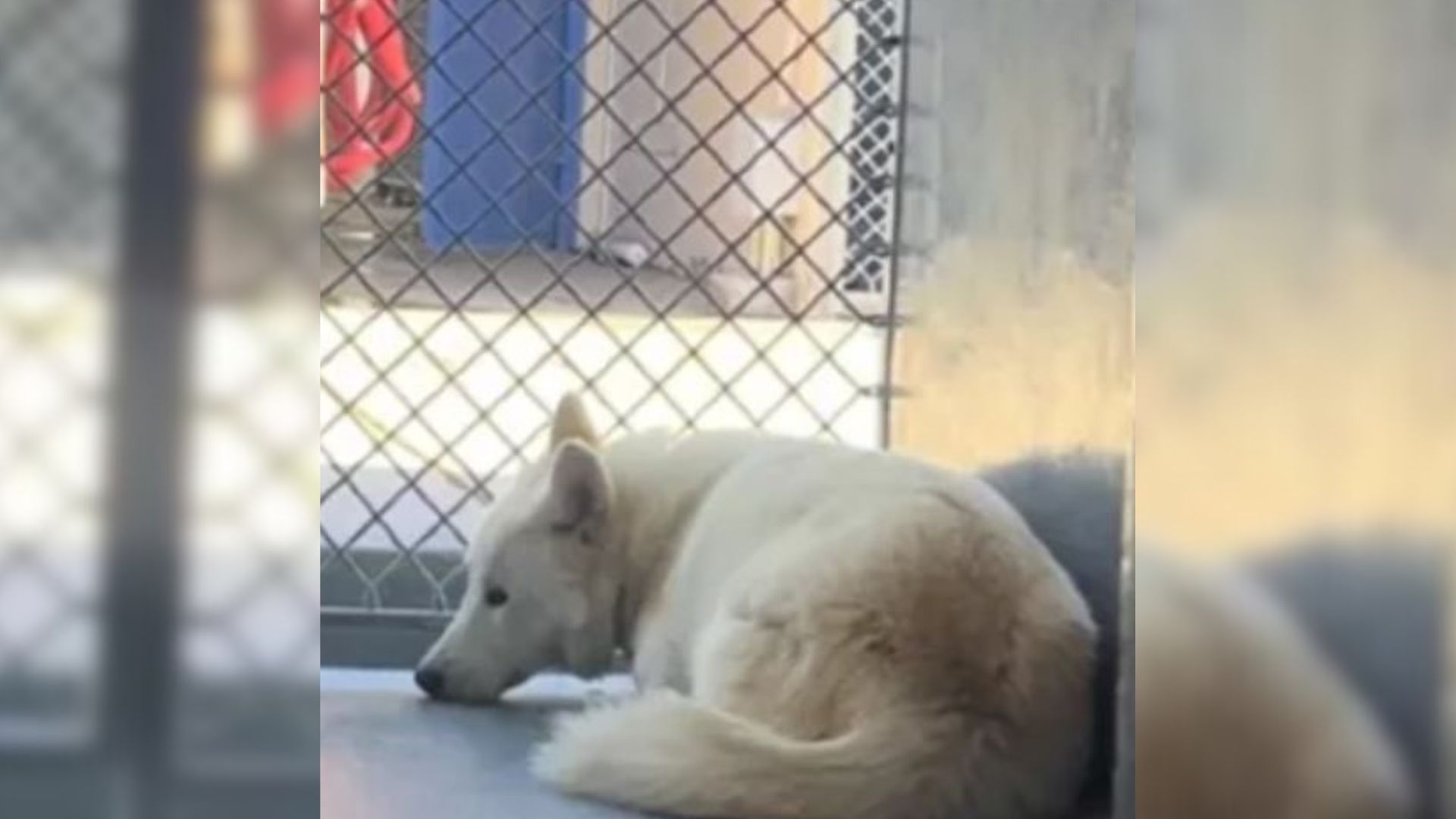 dog in shelter