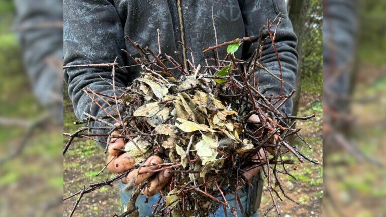 nest of twigs