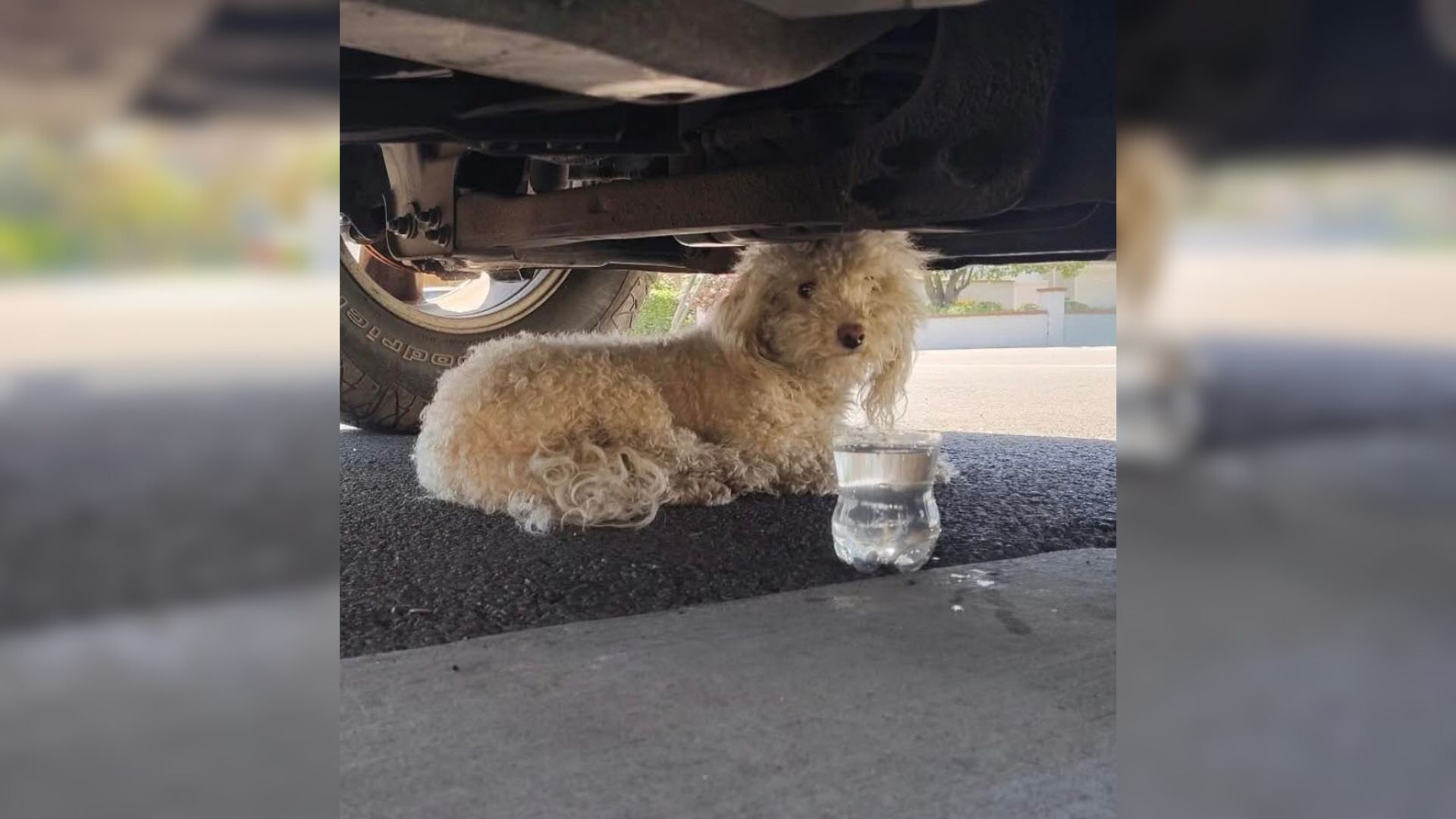 dog under car