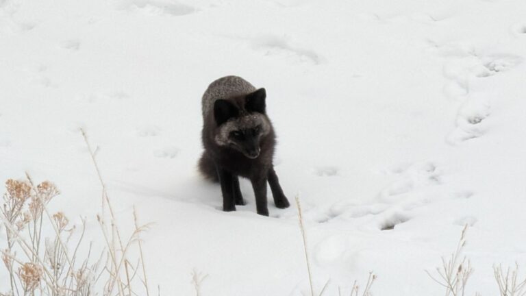 black fox