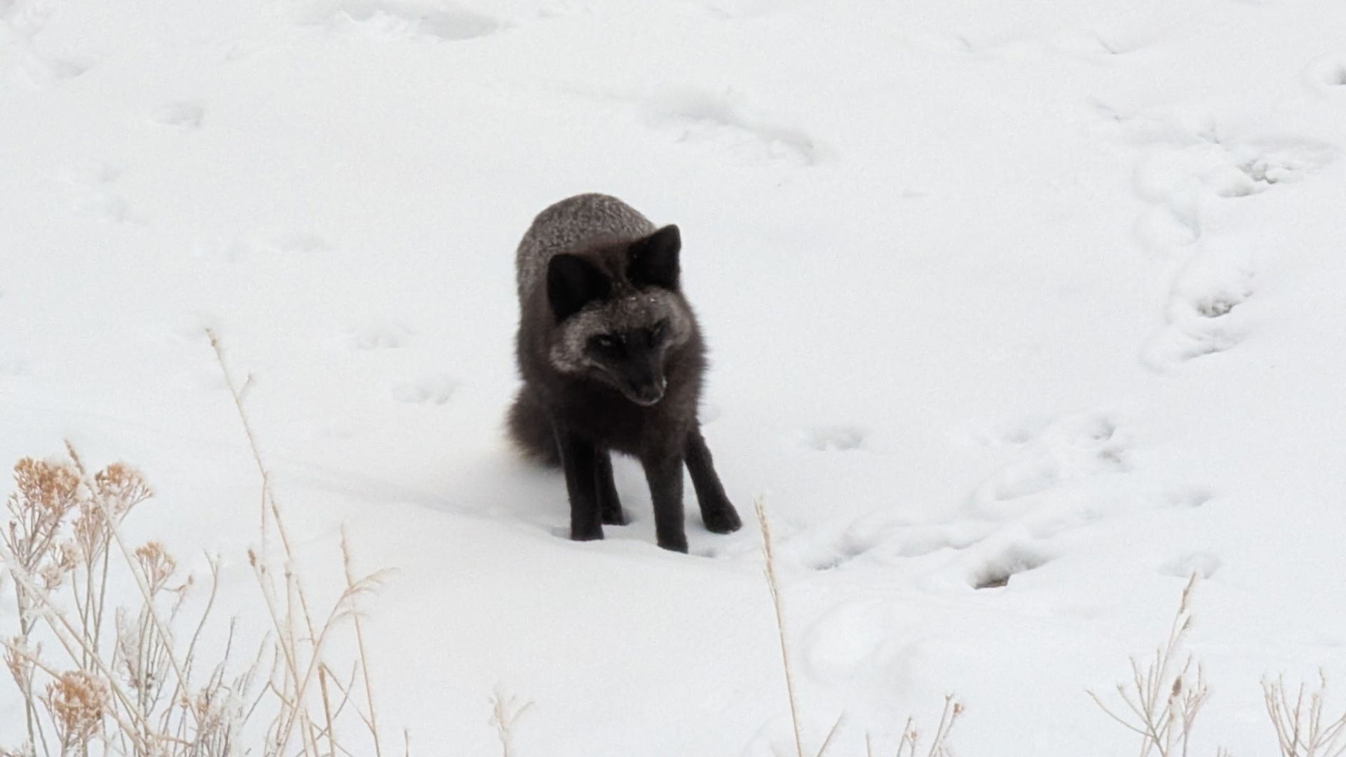 black fox