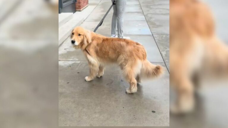 sad dog