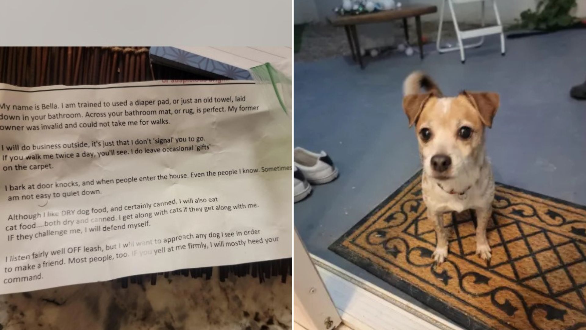 scared puppy