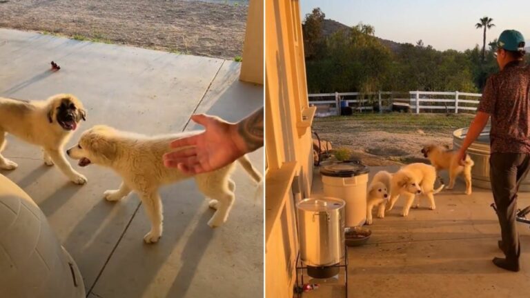 three dogs roaming