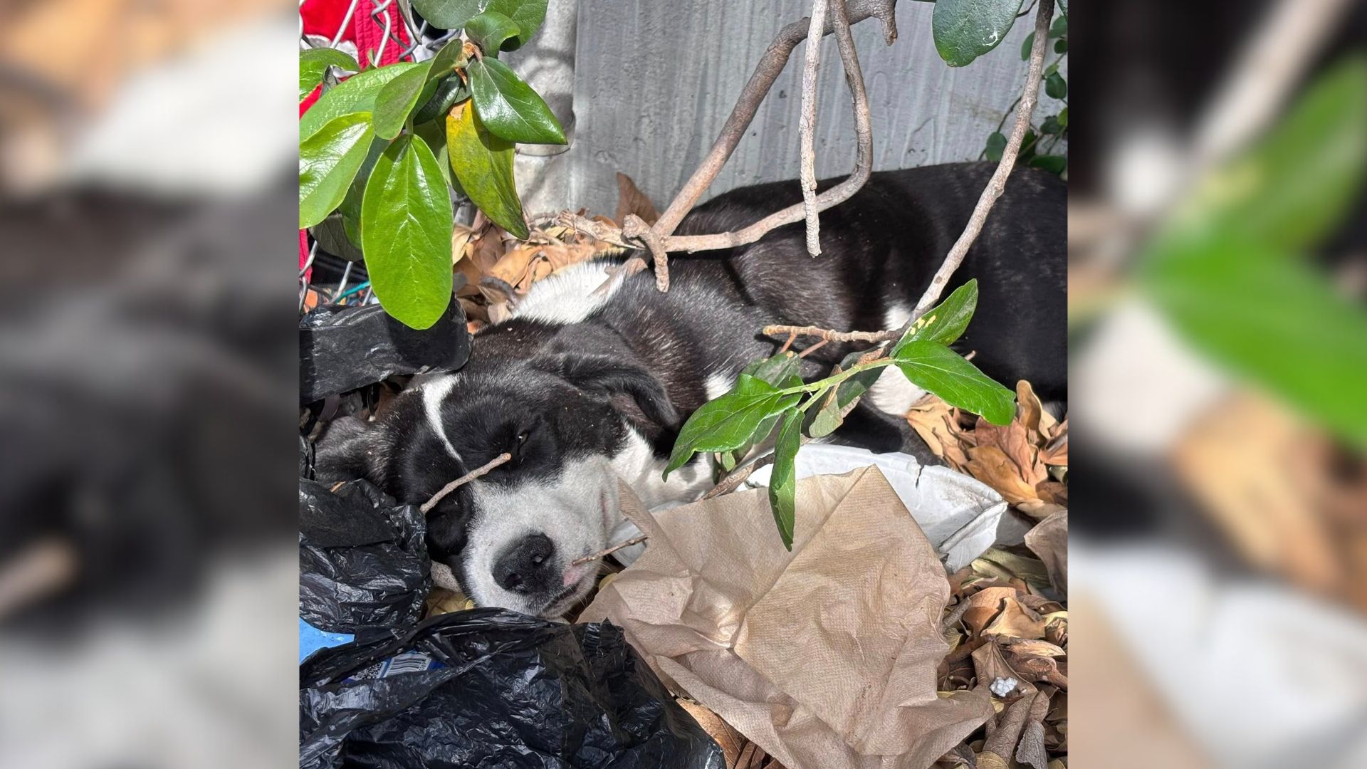 puppy in bush