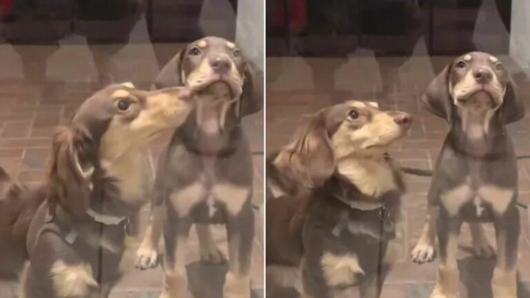 two dachshunds