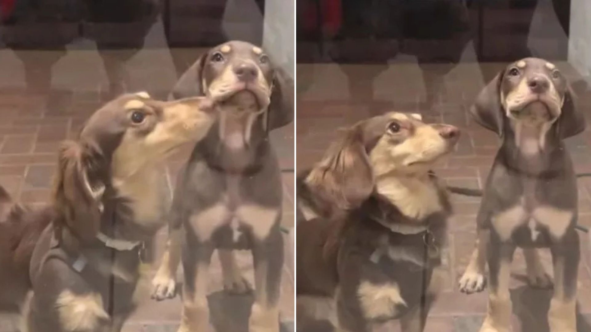 two dachshunds